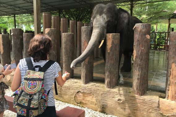 National Elephant Conservation Centre, Kuala Gandah
