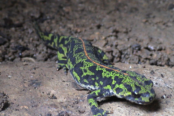 Life Triton Montseny
