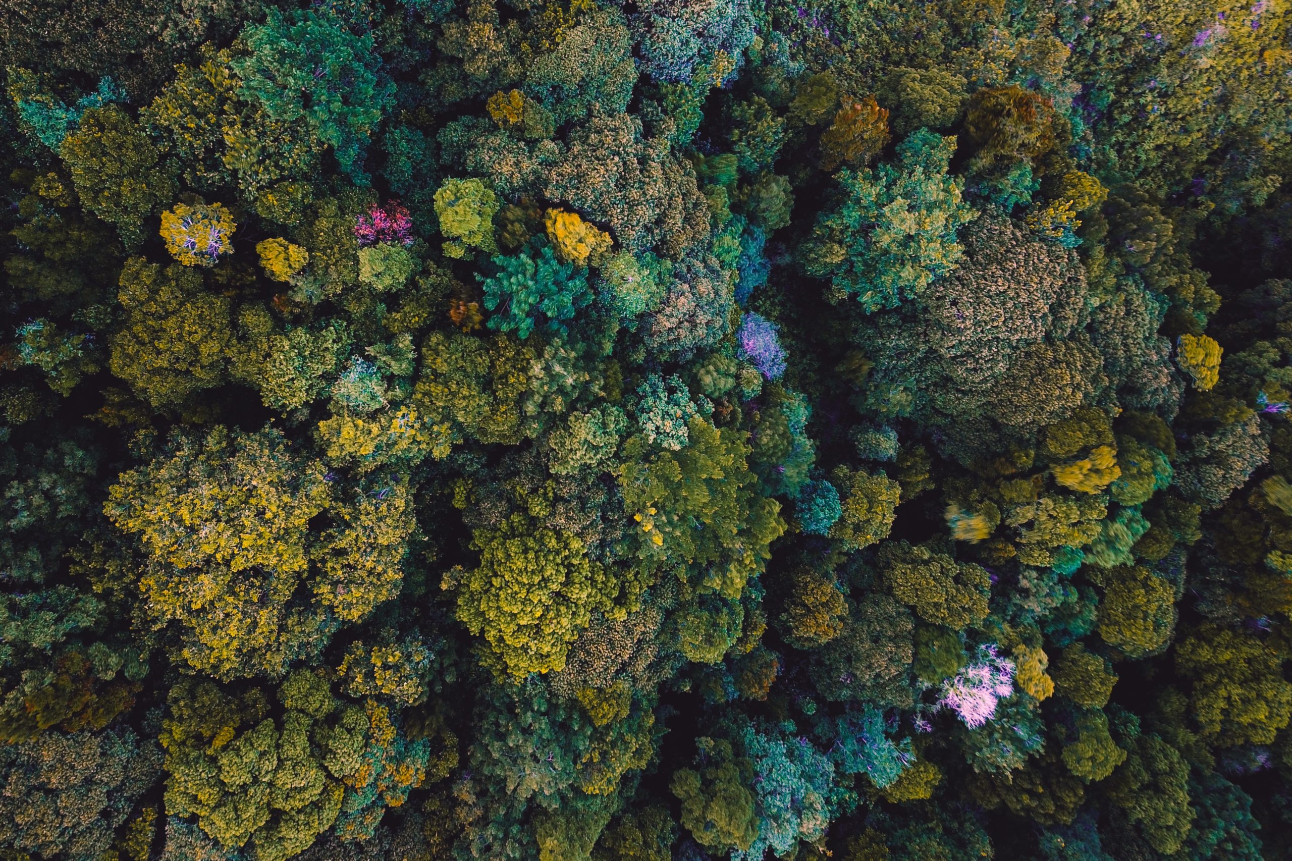 The Forest Bath