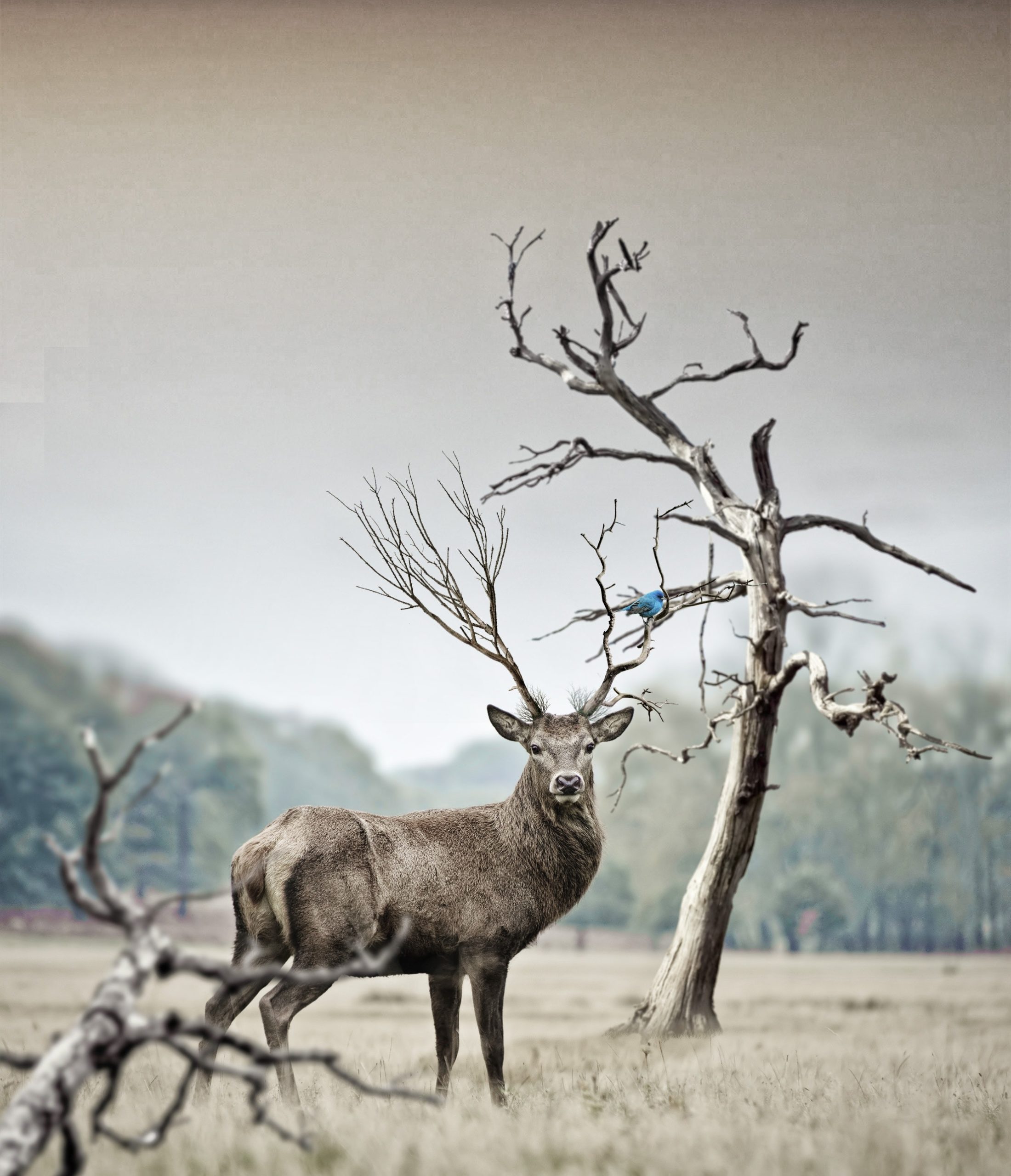 The rutting season of deers
