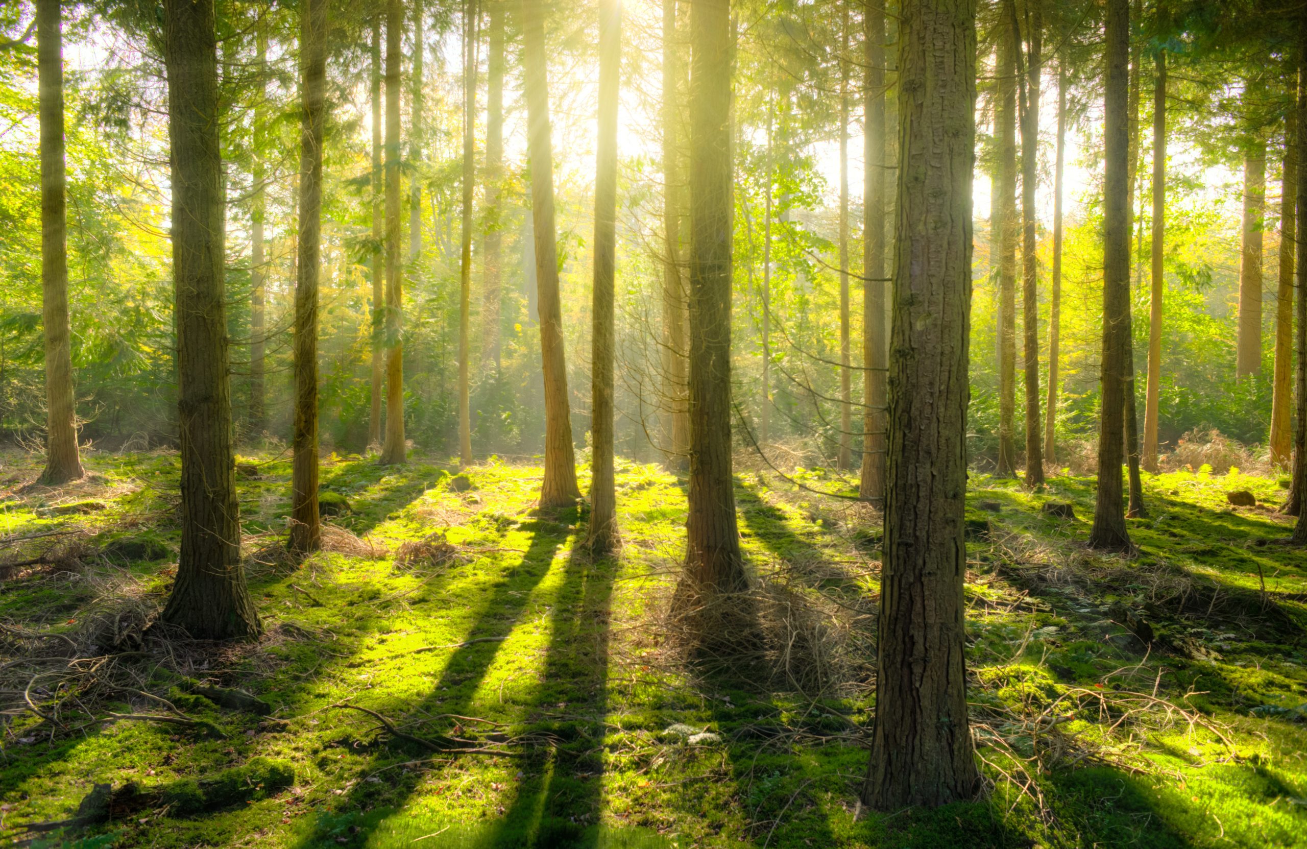 Tree reserve control software