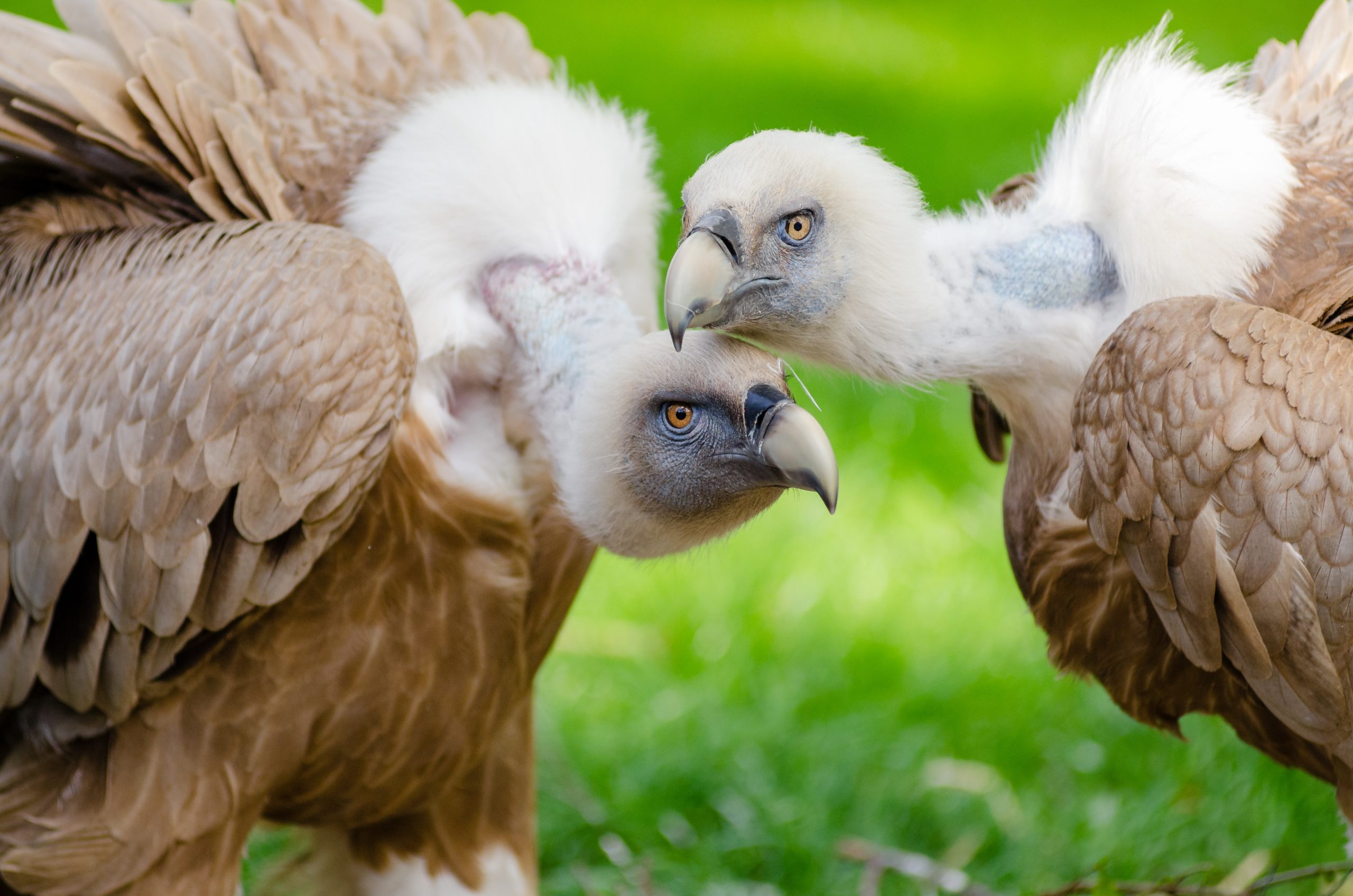The Valley Vultures route