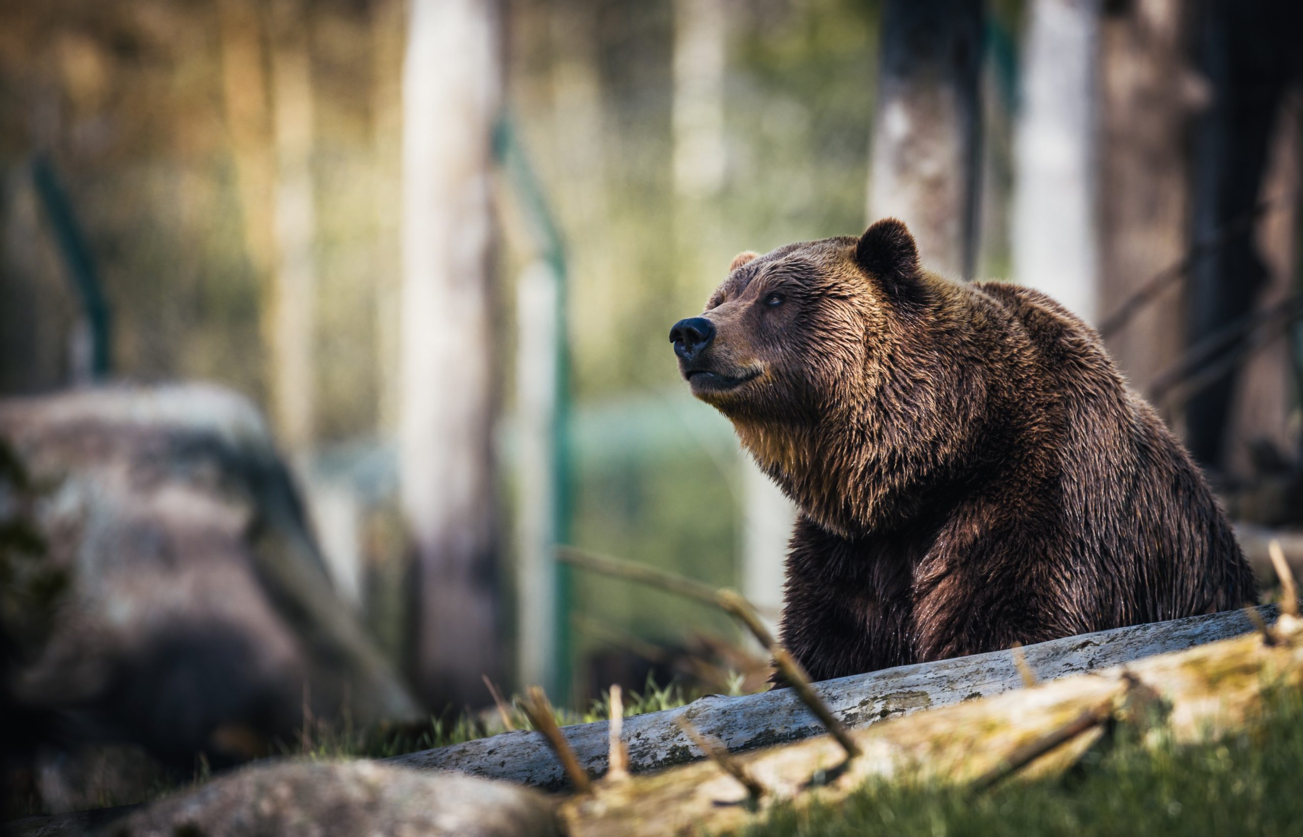 Spotting bears in real time