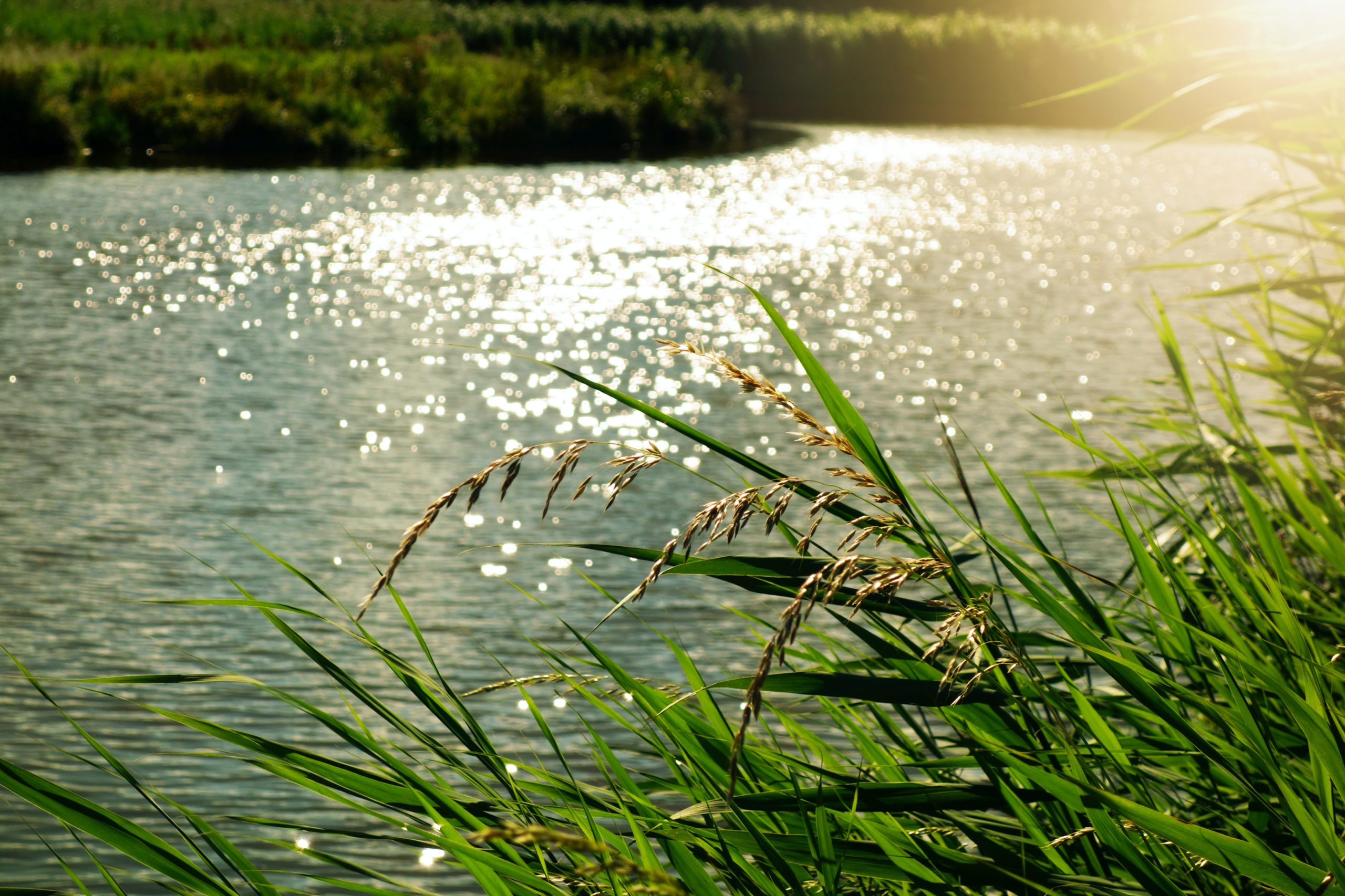 The river forest exhibition