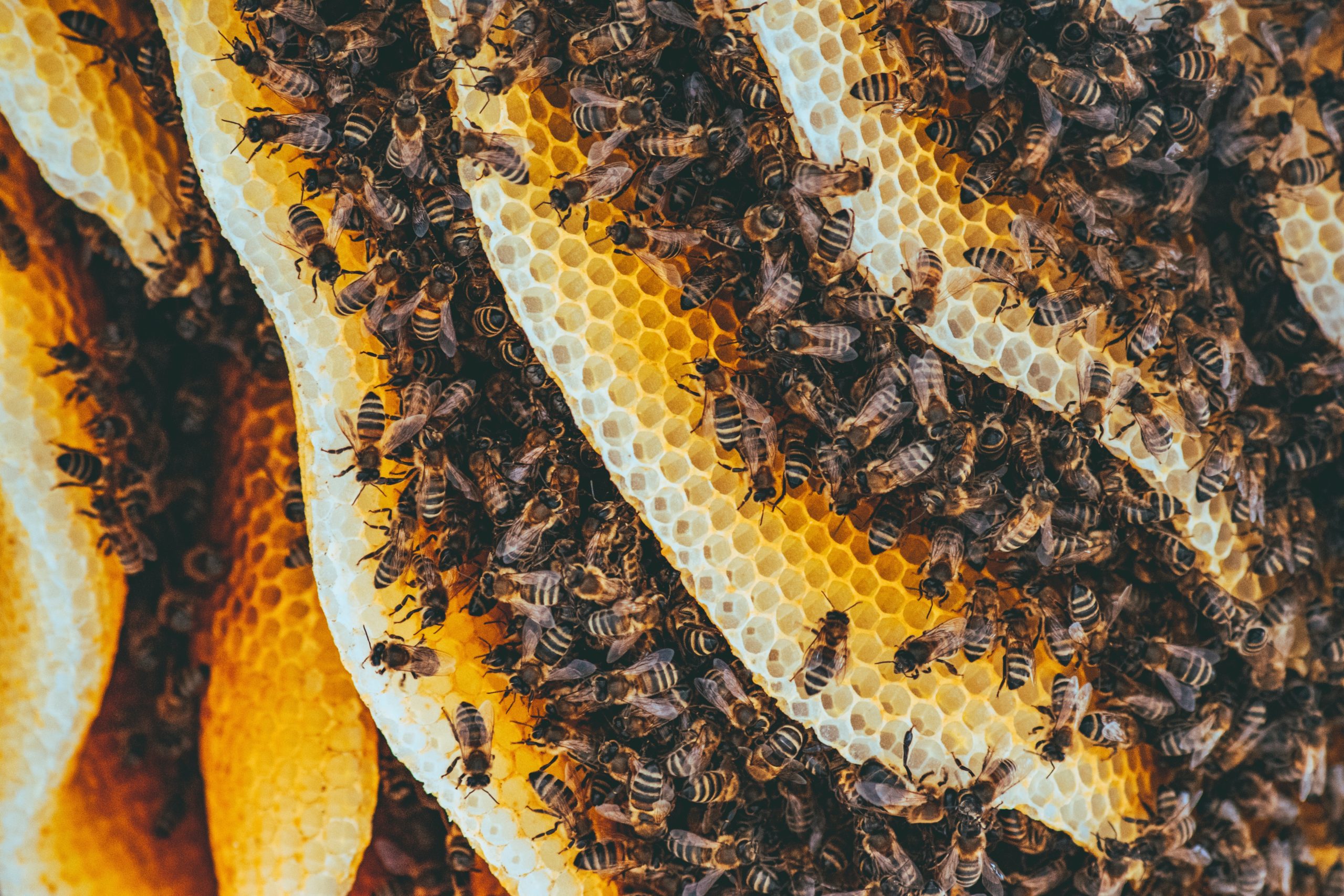Visit the House of the Bees
